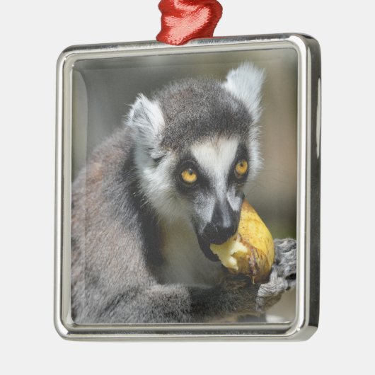 Ornement Carré Argenté Lémurien à queue cerclée mangeant une banane (Gauche)