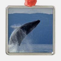 Les Etats-Unis, Alaska, Angoon, baleine de bosse