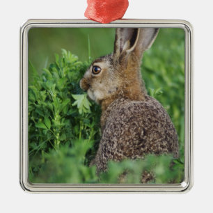 Ornement Carré Argenté Lièvre brun, Lepus europaeus, jeune mangeant,