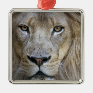 Ornement Carré Argenté Lion adulte mâle au zoo de Sacramento, CA