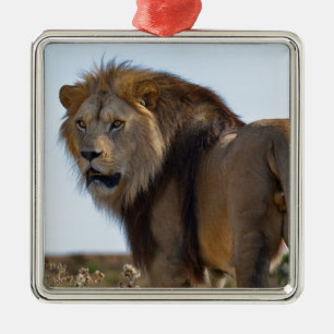 Ornement Carré Argenté Lion standing among vegetation and seen from back