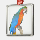 Ornement Carré Argenté Macaw Scarlet isolé (Gauche)
