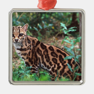 Ornement Carré Argenté Margay, Leopardus wiedi, Originaire du Mexique jus