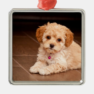 Ornement Carré Argenté Mélange de caniche de bébé ou chiot maltais de