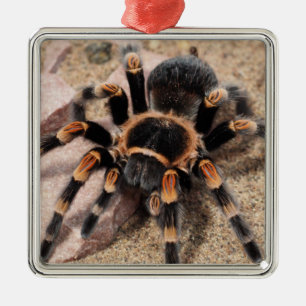 Ornement Carré Argenté Mexican Red Knee Tarantula Spider