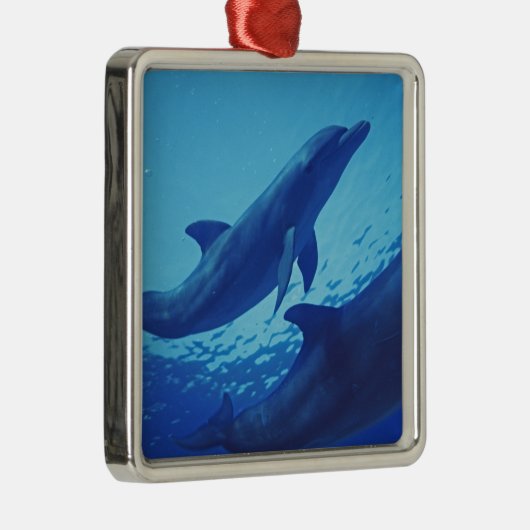 Ornement Carré Argenté Mexique, Cozumel. Dauphin à col fermé, Tursiops (Droite)