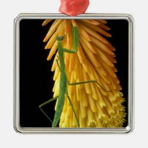 Ornement Carré Argenté Michigan, Rochester Hills. Priez Mantis sur le rou