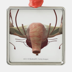 Ornement Carré Argenté modèle 3d de l'appareil génital féminin