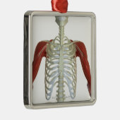 Ornement Carré Argenté Muscles de l'épaule 2 (Droite)