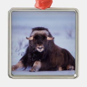 Ornement Carré Argenté muskox, Ovibos moschatus, jeune taureau