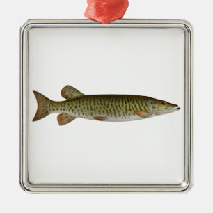 Ornement Carré Argenté Musqué (muskellunge)