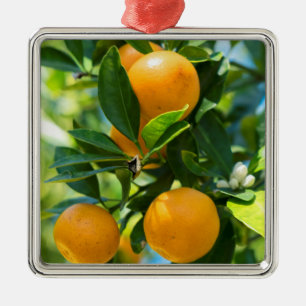 Ornement Carré Argenté Oranger en fruits