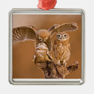 ORNEMENT CARRÉ ARGENTÉ ORNAMENT OWL