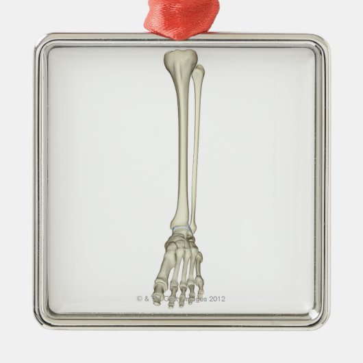 Ornement Carré Argenté Os de la jambe (Devant)