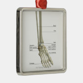 Ornement Carré Argenté Os du pied 6 (Droite)