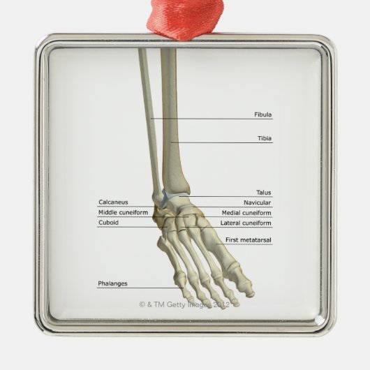 Ornement Carré Argenté Os du pied 6 (Devant)