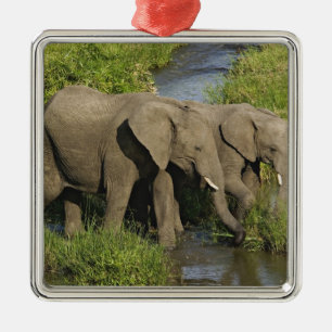 Ornement Carré Argenté Paire d'éléphants d'Afrique Masai Mara
