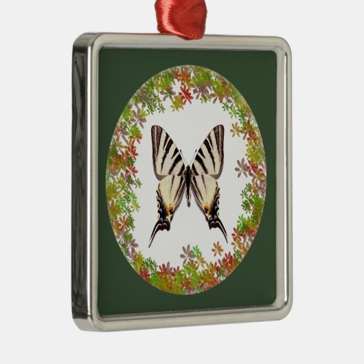Ornement Carré Argenté Papillon à queue épaisse isolée (Droite)
