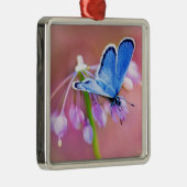 Ornement Carré Argenté Papillon azuré (Droite)