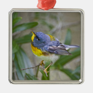 Ornement Carré Argenté Paruline à collier (Parula americana)