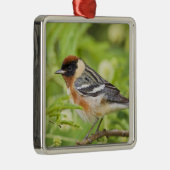 Ornement Carré Argenté Paruline à poitrine large (Dendroica castanea) adu (Droite)