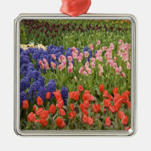 Ornement Carré Argenté Pays-Bas aka Hollande), Lisse. Keukenhof 8