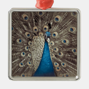 Ornement Carré Argenté Peacock bleu antique