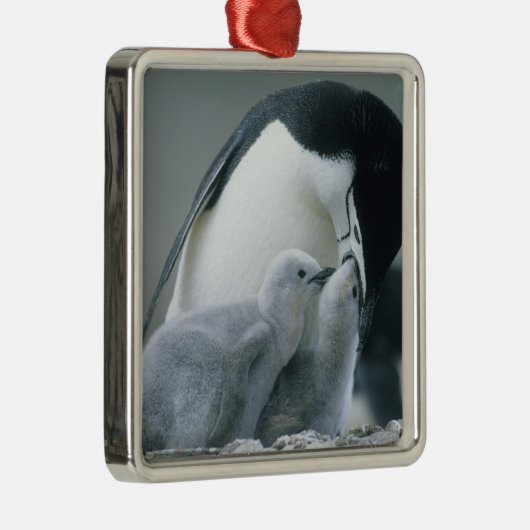 Ornement Carré Argenté Pingouins de Chinstrap, Pygoscelis antarctica), (Droite)