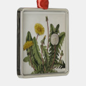 Ornement Carré Argenté Pissenlit (gravure de couleur) (Droite)