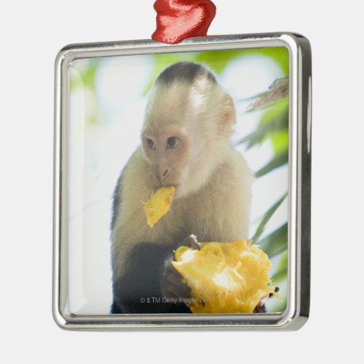 Ornement Carré Argenté Plan rapproché d'un singe de capucin mangeant d'un (Gauche)