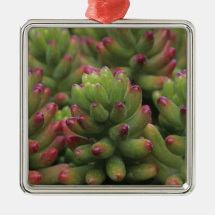 Ornement Carré Argenté plante Sedum, Musée du désert d'Arizona-Sonora,
