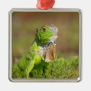 Ornement Carré Argenté Portrait d'iguane vert Photographie de reptile