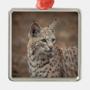 Ornement Carré Argenté Portrait d'un Lynx roux