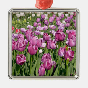 Ornement Carré Argenté Purple tulips in garden postcard square sticker T-