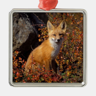 Ornement Carré Argenté renard roux, Vulpes vulpes, en couleurs d'automne