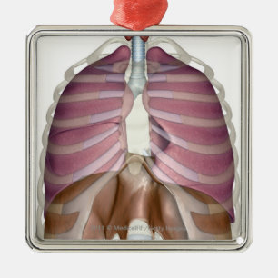 Ornement Carré Argenté rendu 3d de l'appareil respiratoire