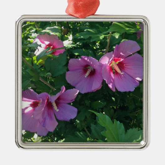 Ornement Carré Argenté Rose De Sharon Ornament (Devant)