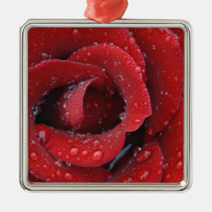 Ornement Carré Argenté Rose rouge couverte de rosée décorant un lieu de s