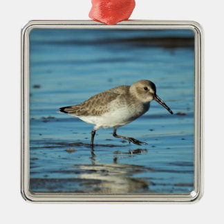 Ornement Carré Argenté Scène des oiseaux de rivage - Dunlin