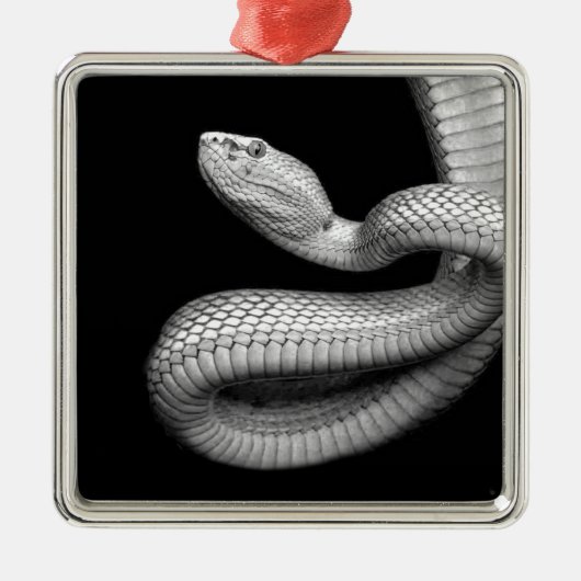Ornement Carré Argenté Serpent (Devant)