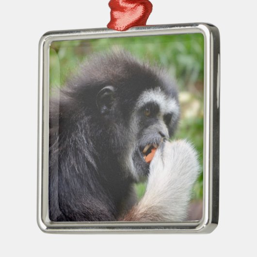 Ornement Carré Argenté Singe araignée à tête noire mangeant un fruit (Gauche)