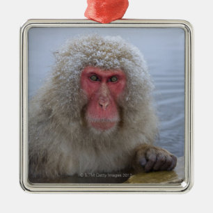 Ornement Carré Argenté Singe japonais de neige dans le hotspring