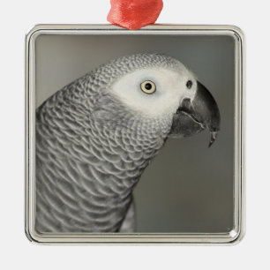 Ornement Carré Argenté Stately African Grey Parrot