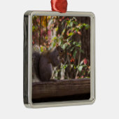 Ornement Carré Argenté Temps de bouffe d'écureuil (Droite)