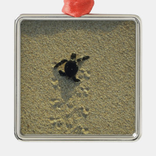 Ornement Carré Argenté Tortue verte, (Chelonia mydas), éclos