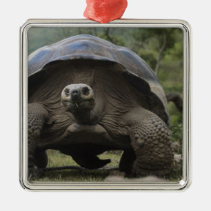 Ornement Carré Argenté Tortues géantes des Galapagos Geochelone