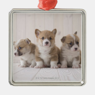 Ornement Carré Argenté Trois corgis de Gallois