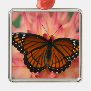 Ornement Carré Argenté Un imitateur du monarque papillon