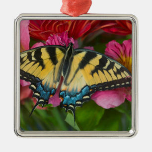 Ornement Carré Argenté Un papillon Papilio glaucus