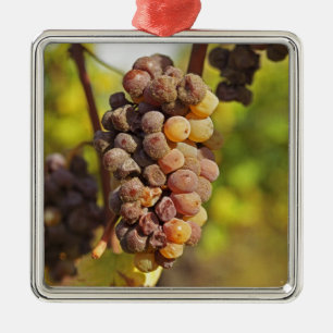 Ornement Carré Argenté Une grappe de raisin Semillon moisie à Ch Raymond